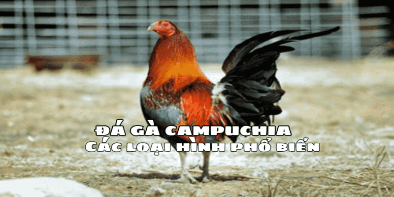 Có tỷ lệ cược hấp dẫn và tỷ lệ thắng cao